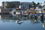 Pelican skimming the water outside Talion's home in Marina de La Paz