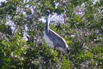 Many peclicans sitting in the mangrove trees