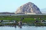 Morro Rock